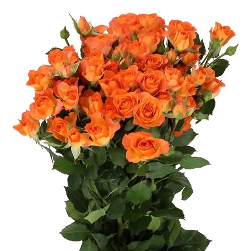Premium Spray Roses