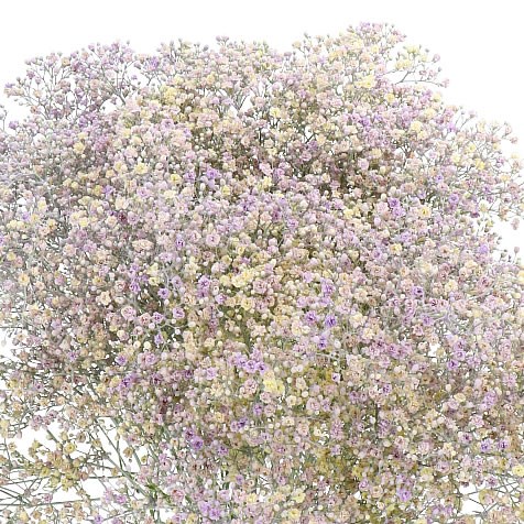 Gypsophila