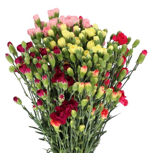 Standard Carnation