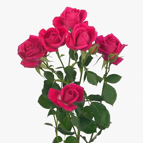 Regular Spray Roses
