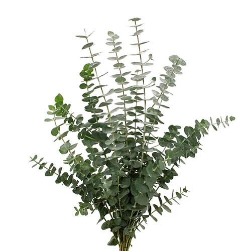 Eucalyptus Silver Dollar