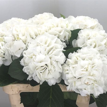 Jumbo White