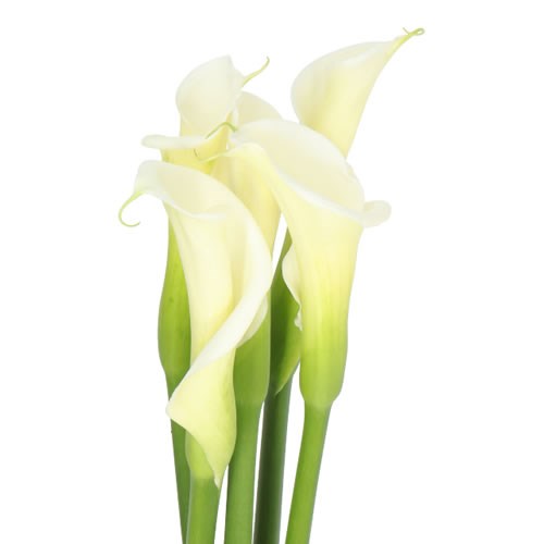 Calla Lillies