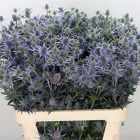Eryngium Planum