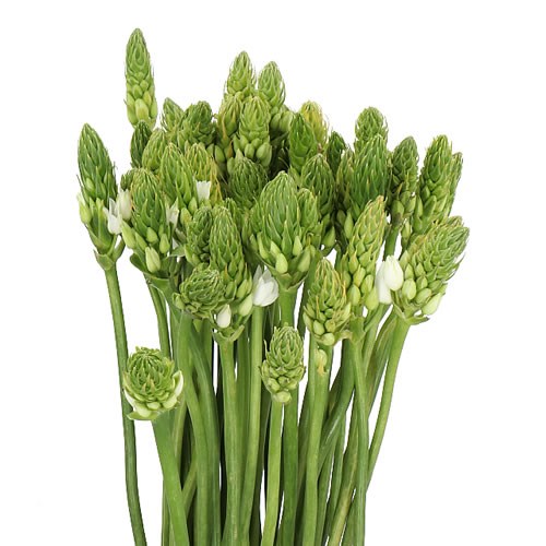 Ornithogalum