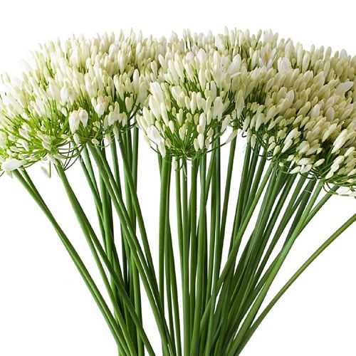 Agapanthus White
