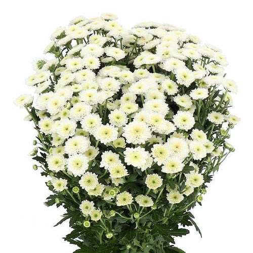 White Atlantis (Chrysanthemum)