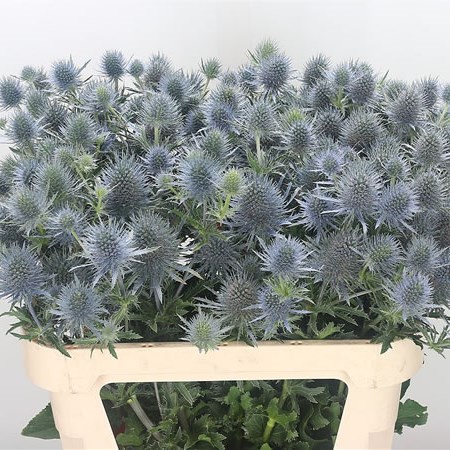 Eryngium Anita