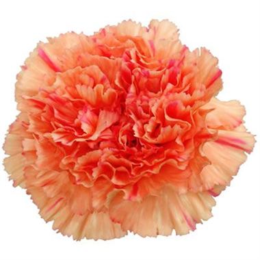 Vicky (Standard Carnation)