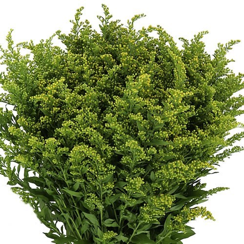 Solidago