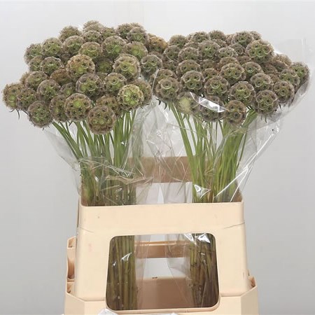 Scabiosa