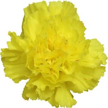 Polimnia (Standard Carnation)