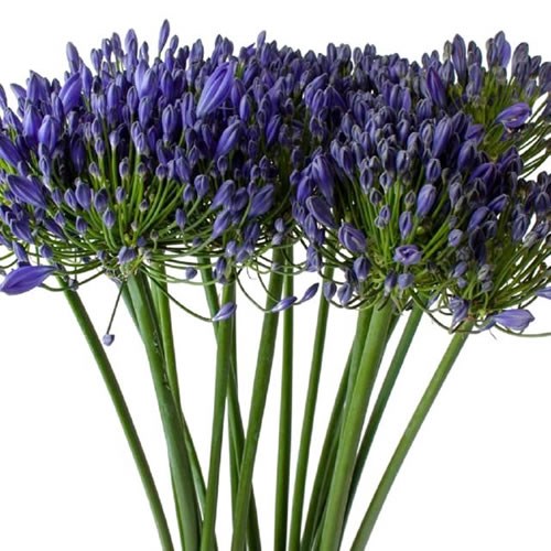 Agapanthus Blue