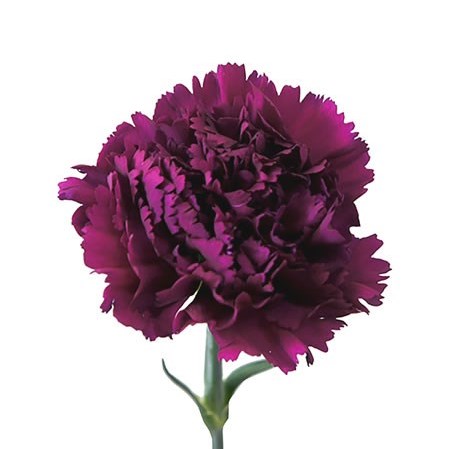 Nobbio Violet (Standard Carnation)