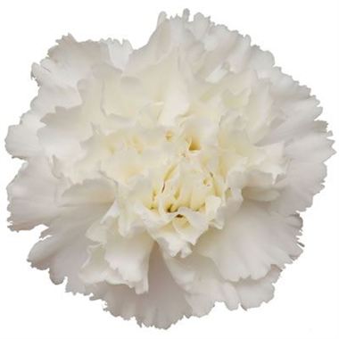 Snow Storm (Standard Carnation)