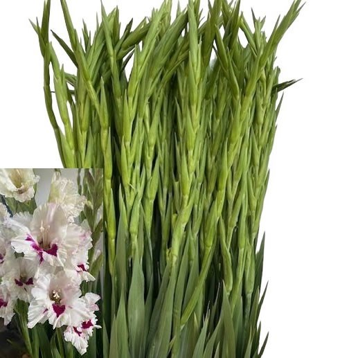 Gladiolus