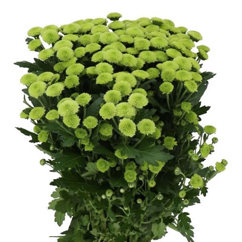 Yoko Ono (Chrysanthemum)