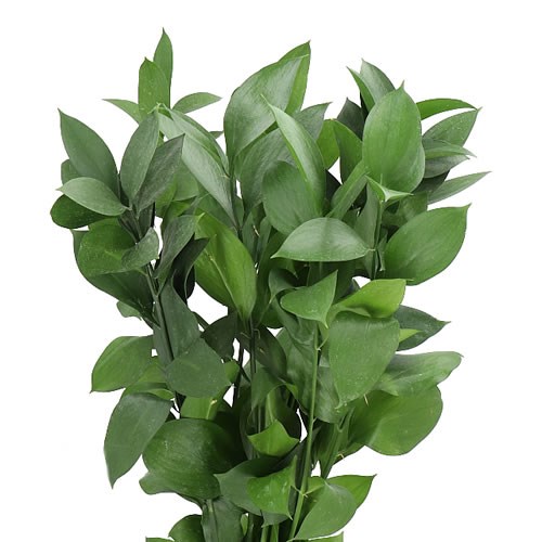 Ruscus