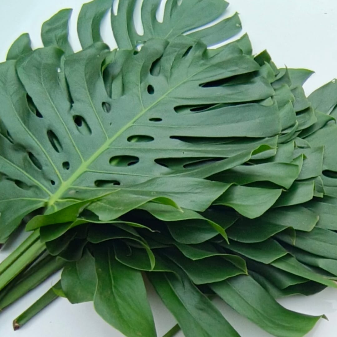 Blad monstera
