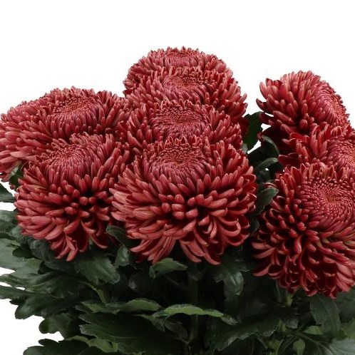 Swing (Chrysanthemum)