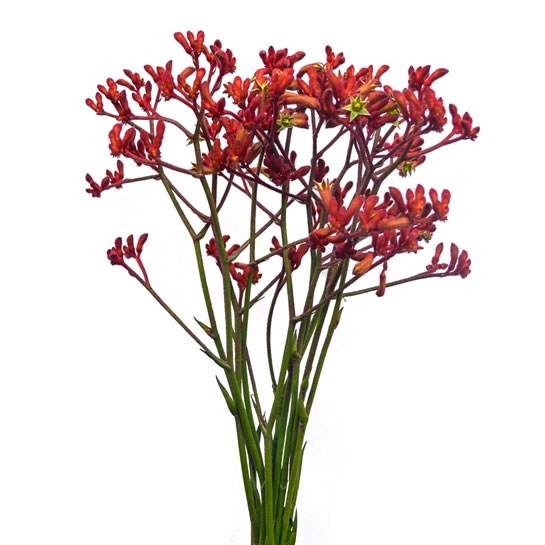 Kangaroo Paws