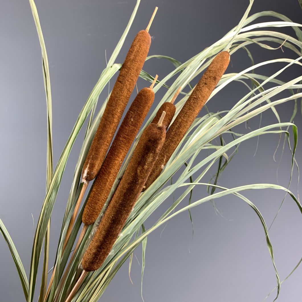 Bulrush