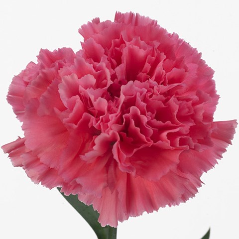 Tiopolo (Standard Carnation)