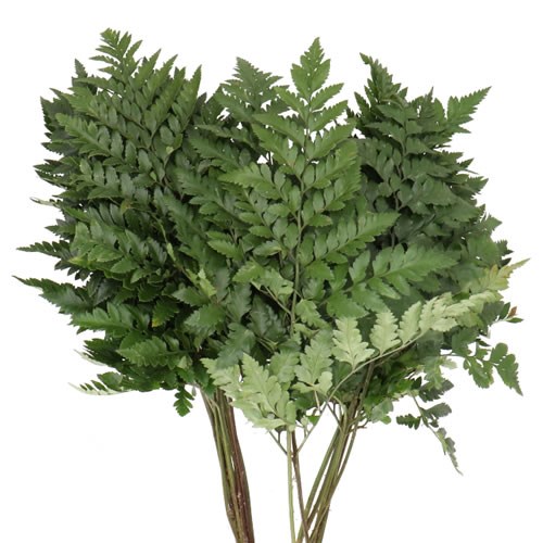 Leather Ferns
