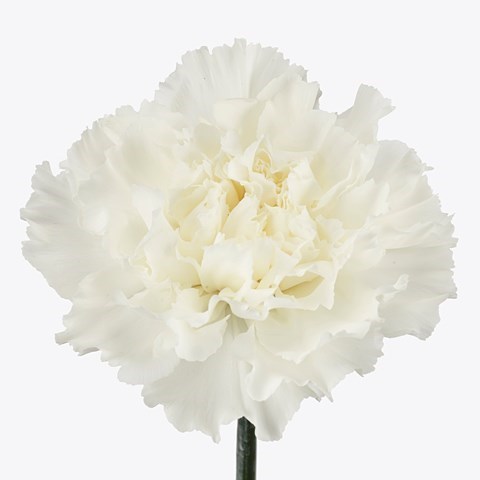 Randal (Standard Carnation)