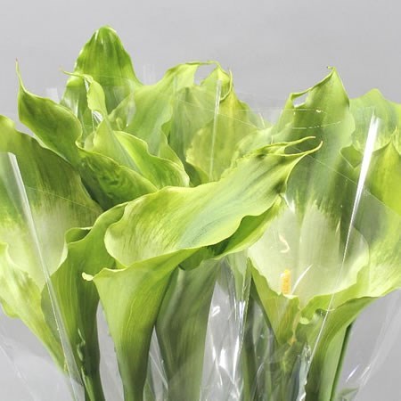 Calla Lillies - Image 2