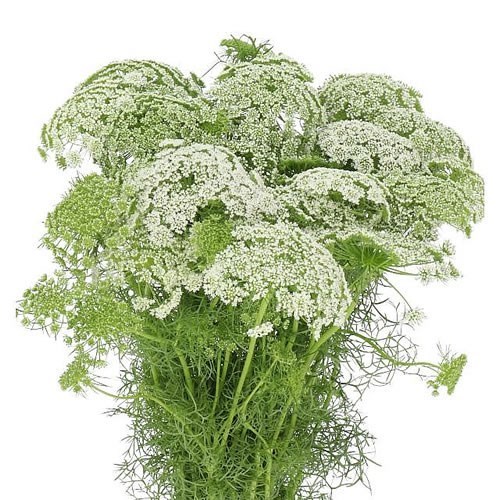 Ammi Visnaga
