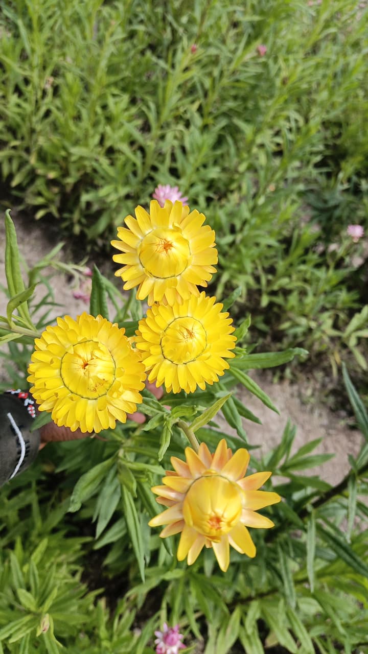 Helichrysum yellow